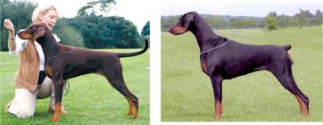 dogs: natural tail and docked tail that is cut off 