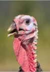 A picture of a turkey head (the one on top of its body)